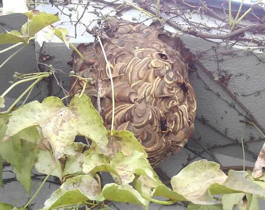 スズメバチの巣駆除軒下